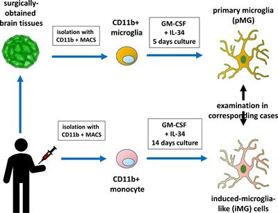 CD206 Expression in Induced Microglia-Like Cells From Peripheral Blood as a Surrogate Biomarker for the Specific Immune Microenvironment of Neurosurgical Diseases Including Glioma